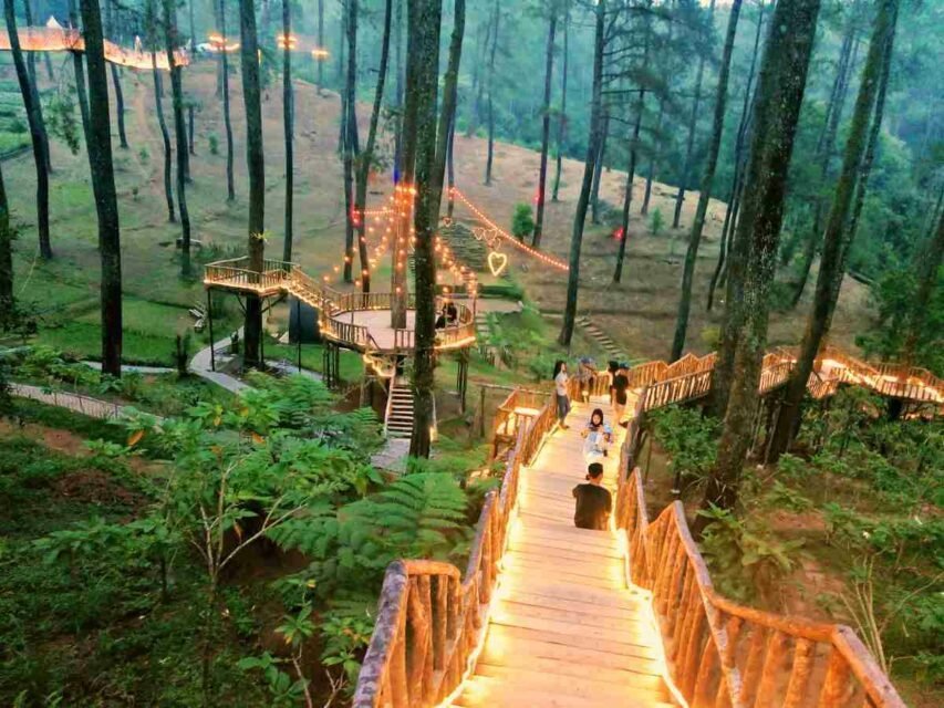 Orchid Forest